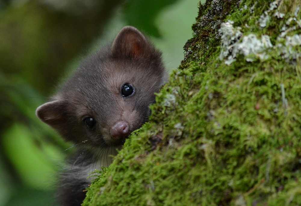 Mami??? Foto & Bild tiere, wildlife, säugetiere Bilder auf