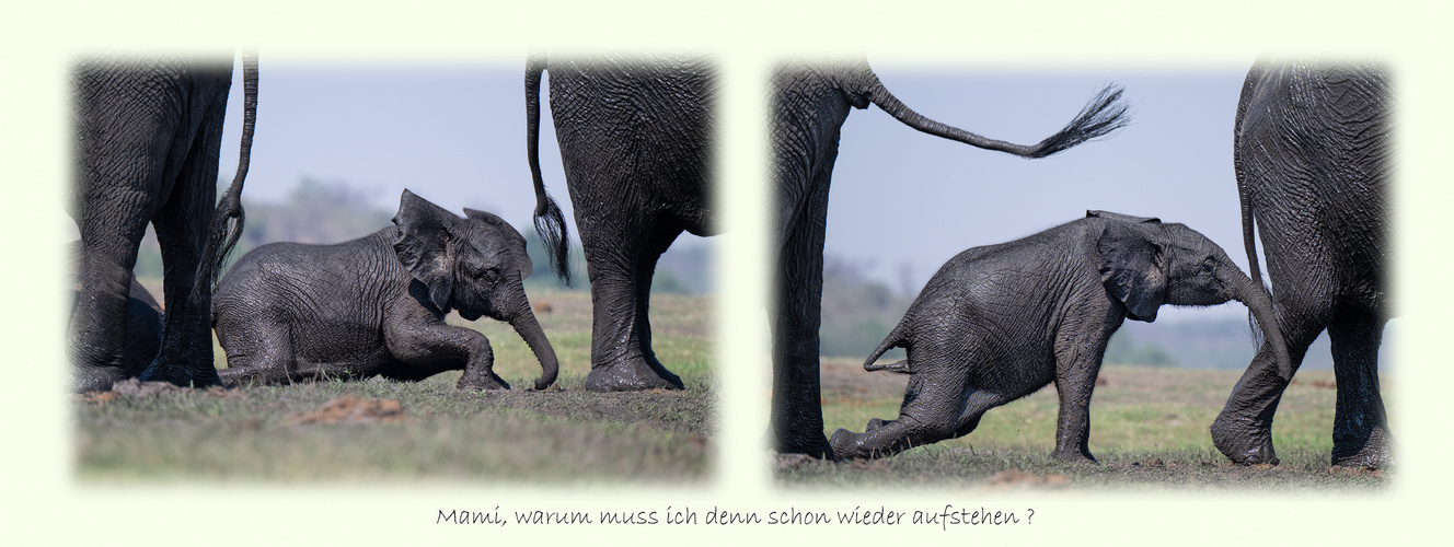 Mami.......? Foto & Bild natur, tiere, wildlife Bilder auf