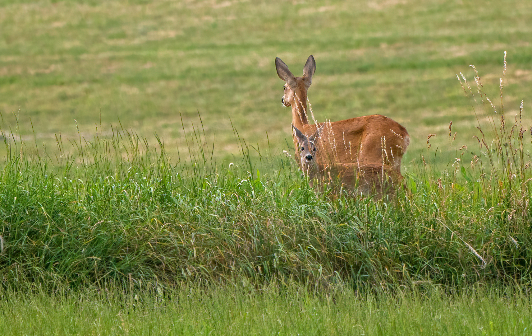 "Mami .... da hinten guckt einer" 