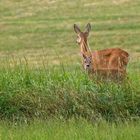 "Mami .... da hinten guckt einer" 