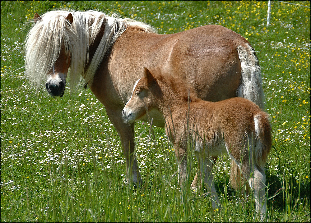 Mami darf ich heute noch Mister ED gucken..