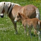 Mami darf ich heute noch Mister ED gucken..