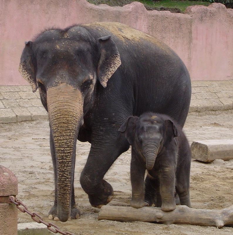 Mami-Elefant und Baby