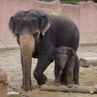 Mami-Elefant und Baby