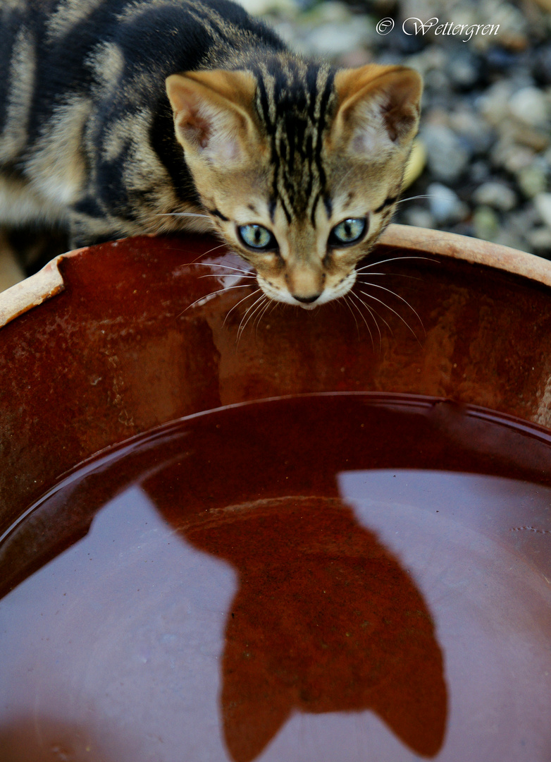 Mami...... Glaubst du, dass ich Batcat bin? ....