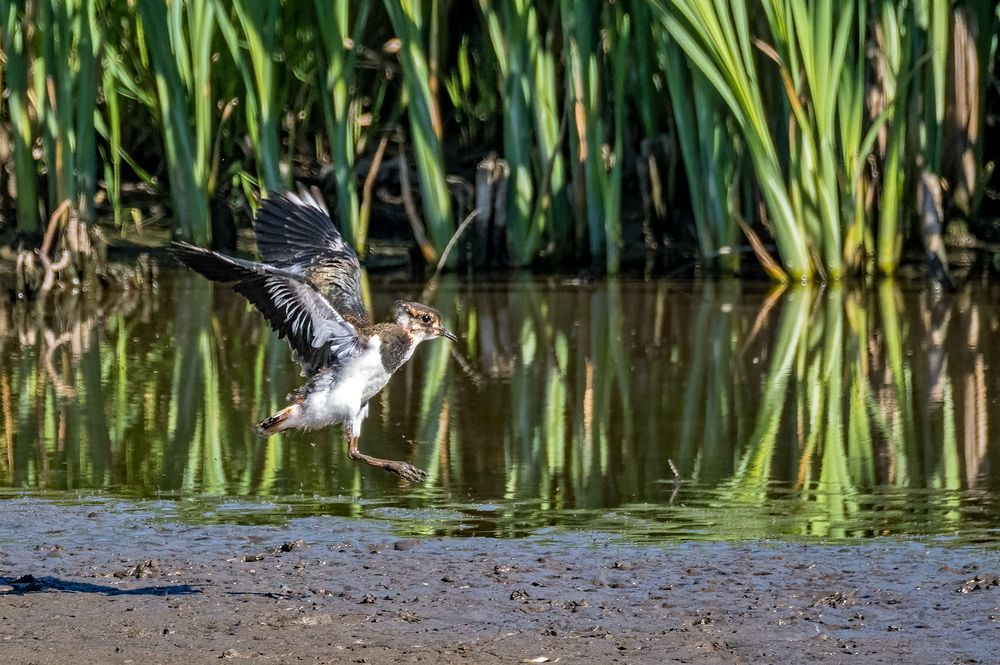 "MAMI ....... ICH WILL AUCH FLIEGEN"