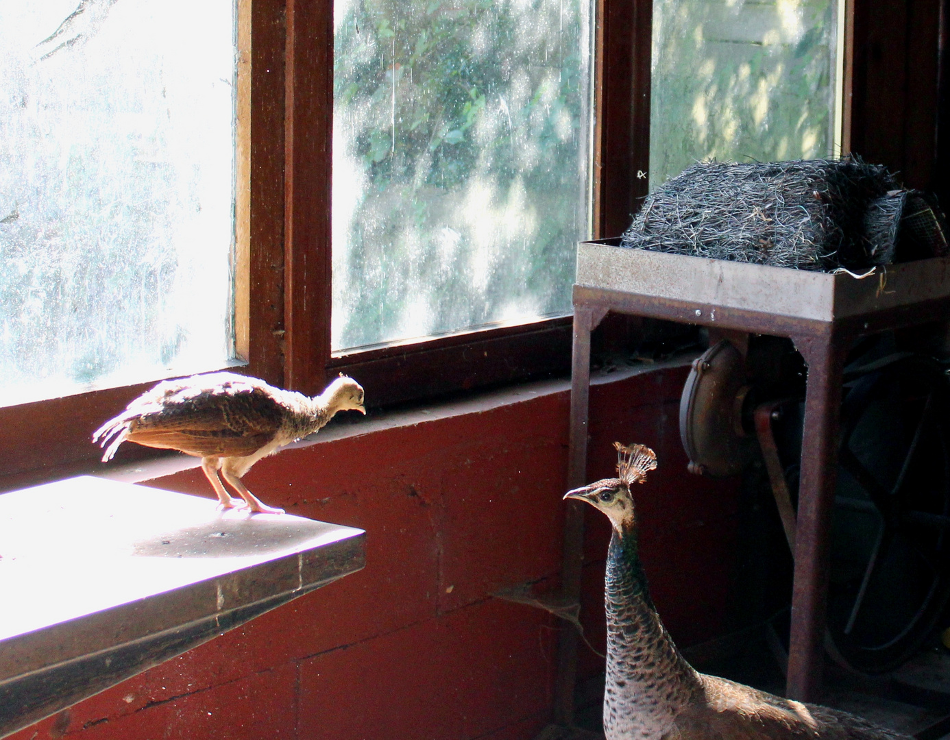Mami ... ich will runter ... Foto & Bild | indoor, natur, reportage ...