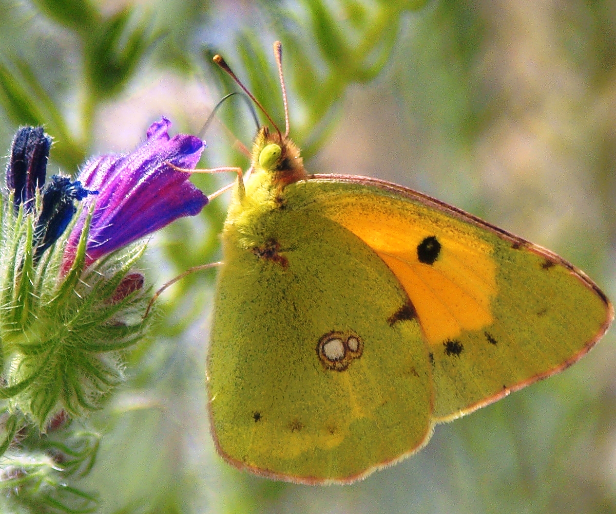 Mami papillon