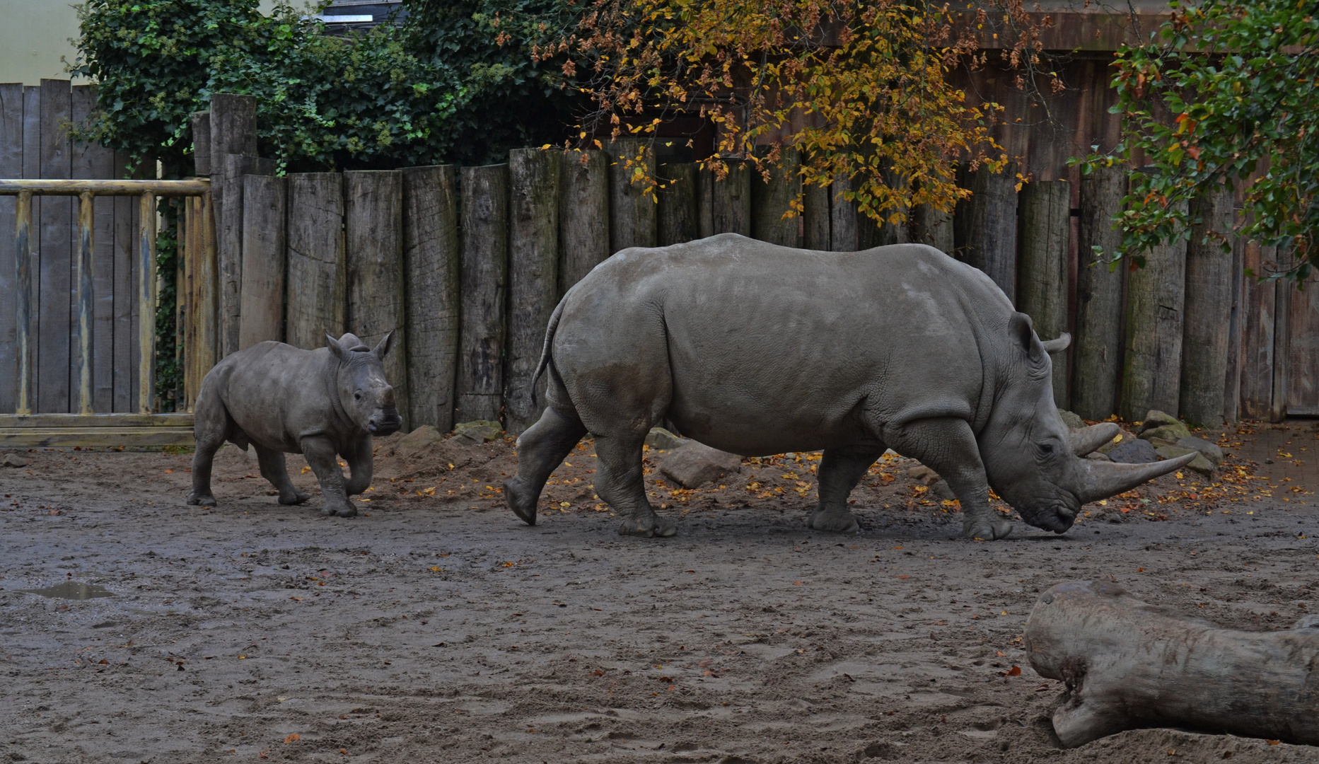 Mami, sind wir bald da - Zoo Münster