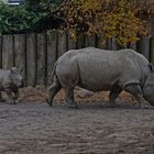 Mami, sind wir bald da - Zoo Münster