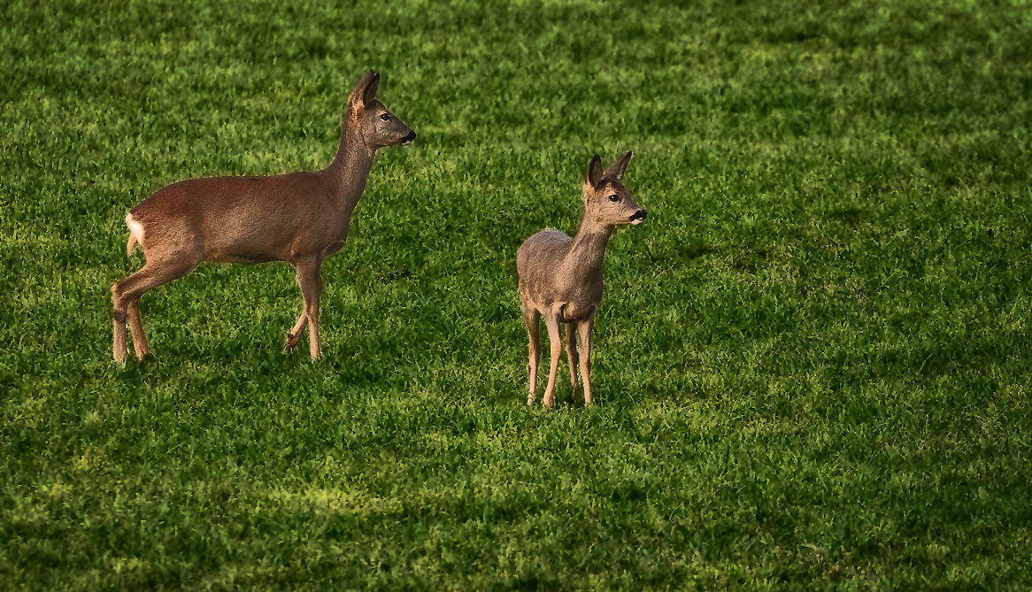 "Mami und Groß-Bambi"