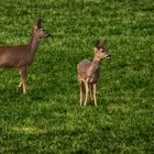 "Mami und Groß-Bambi"