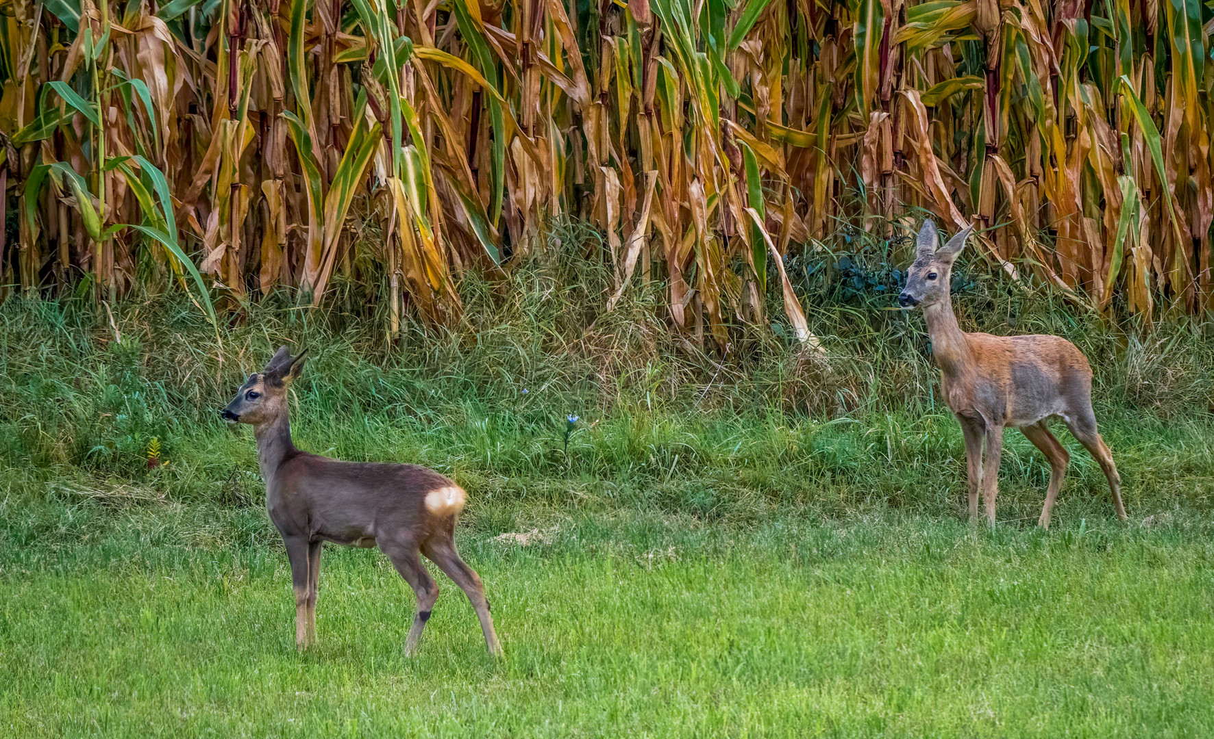 "MAMI und KID(TZ)"