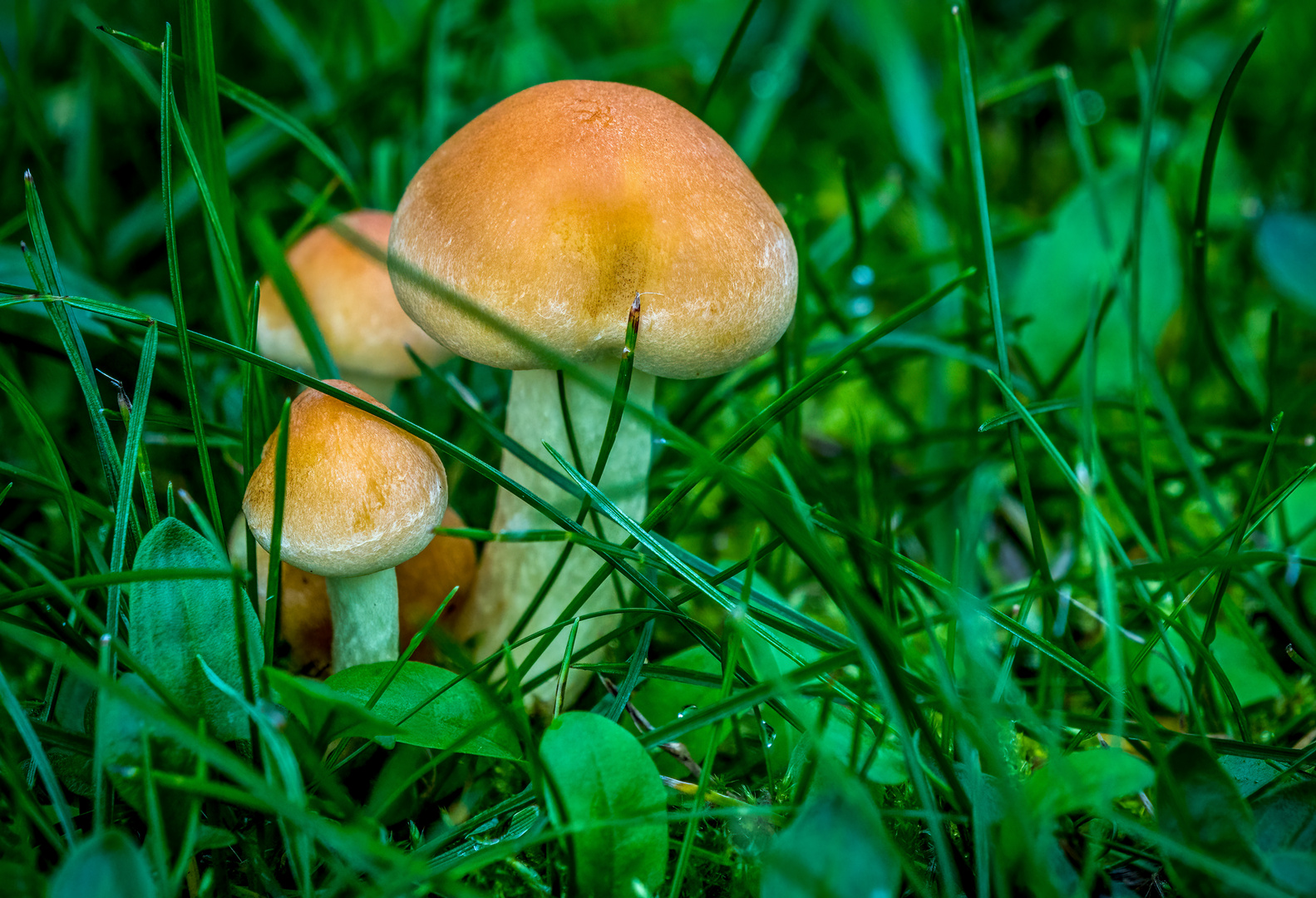 "Mami, werd ich auch mal so groß wie der Steinpilz dort"?