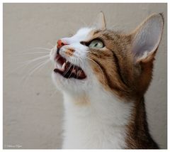 mami...darf ich bitte diese Fliege haben...Miau!