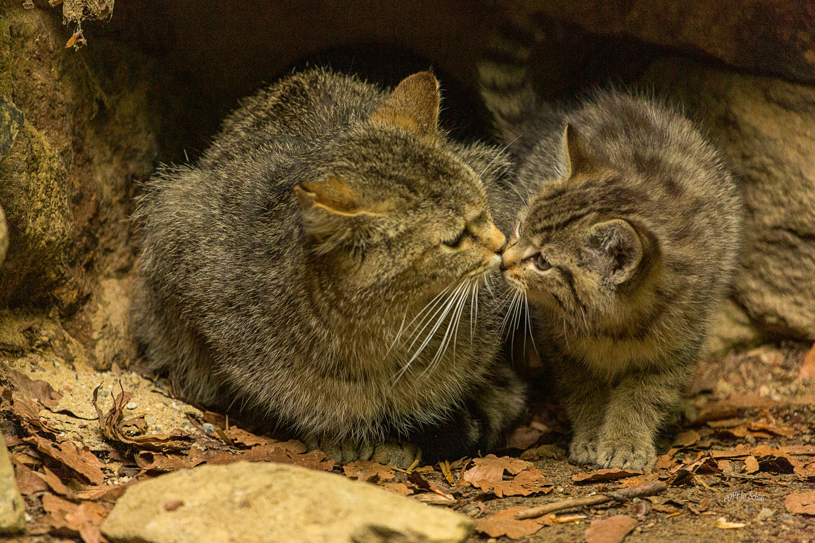 Mami,hab dich lieb !!