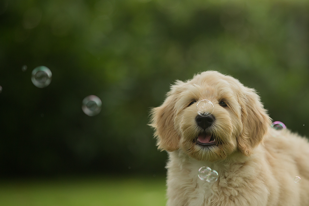 Mamiii, mach das weg! Foto & Bild | seifenblasen, hund, natur Bilder