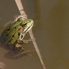 "Mamiiiii ...... ich trau mich nicht Schwimmen - Mensch Kindle, sei kein Frosch"