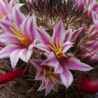 Mamillaria blossfeldiana