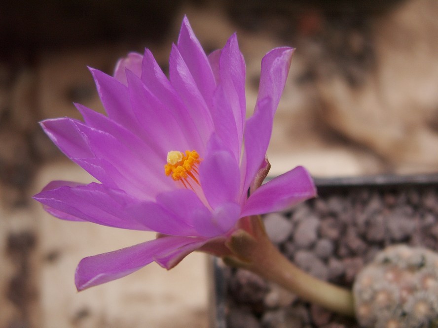 Mamillaria theresae