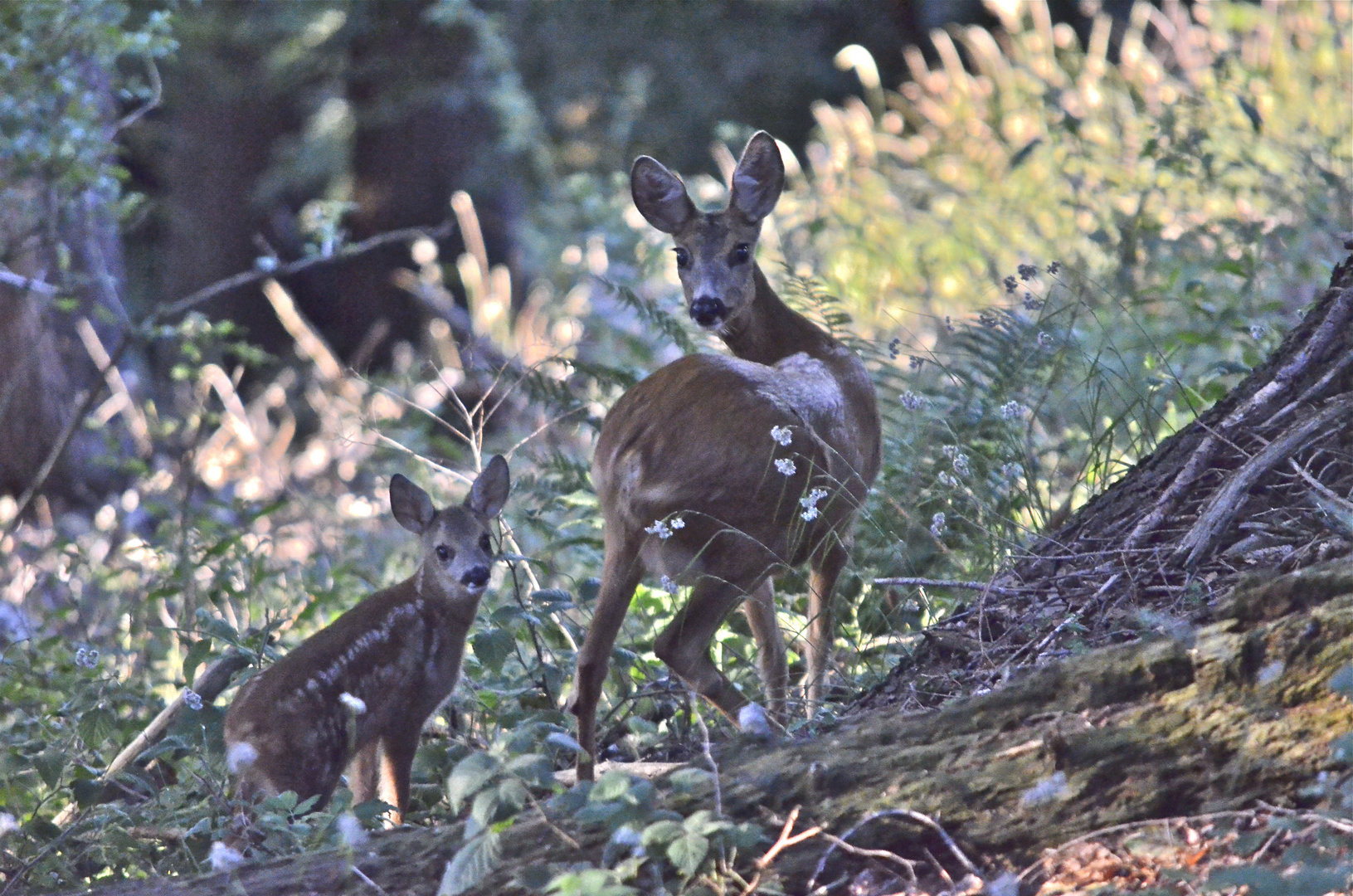 Mamma capriolo