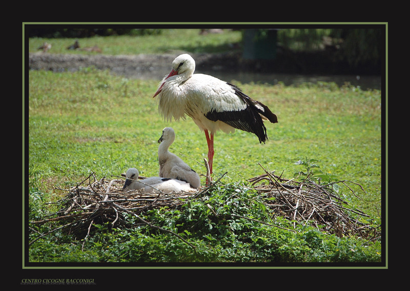 MAMMA CICOGNA