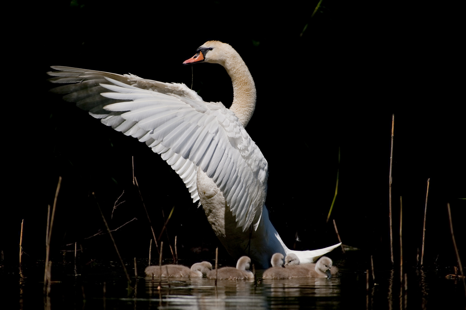 Mamma cigno