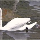 Mamma cigno e figli a seguito