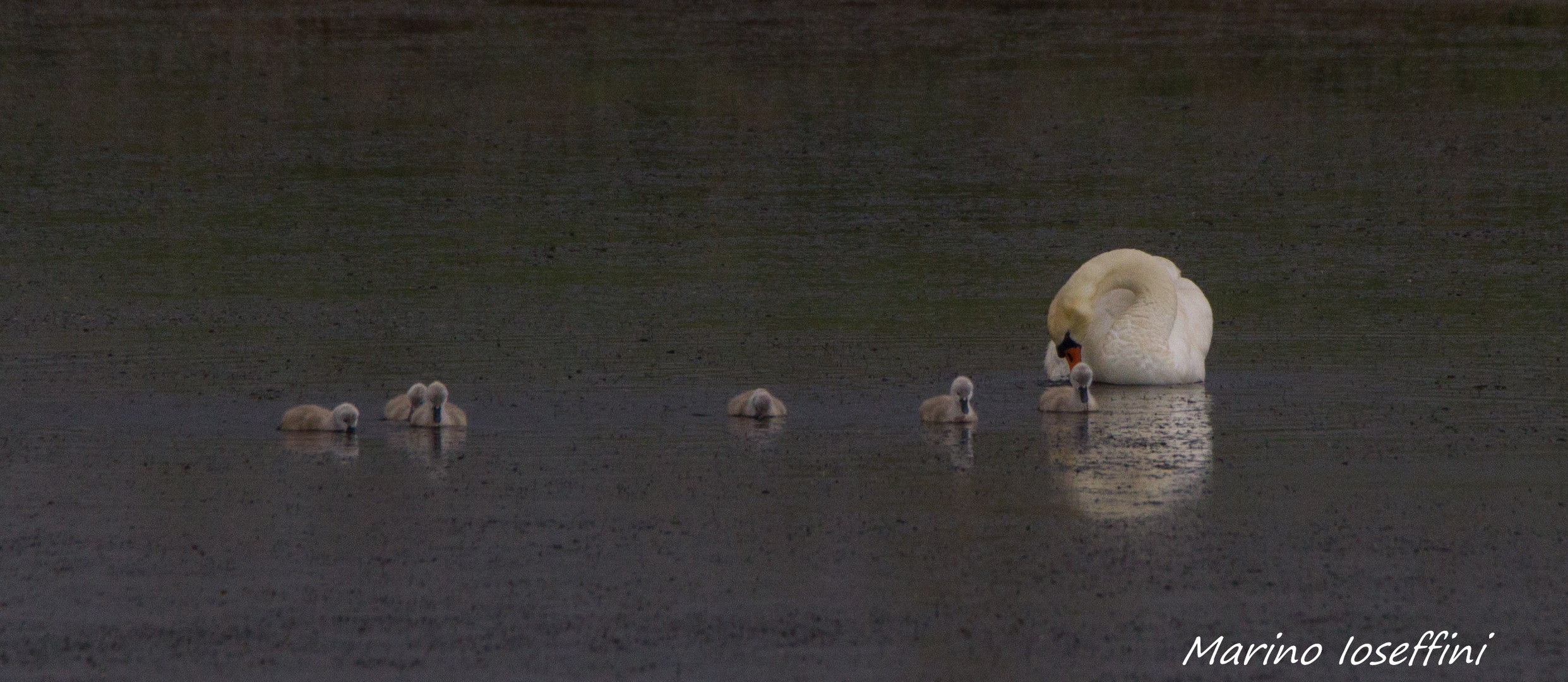 mamma cigno sotto la pioggia