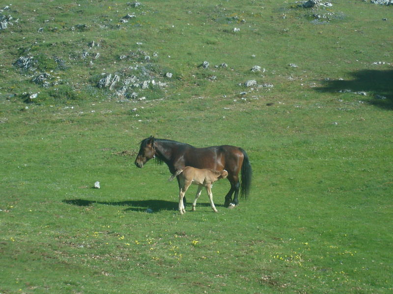 mamma e figlio