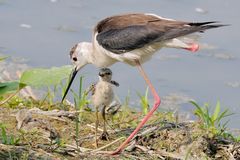 Mamma e figlio