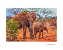 Mamma elefante con Cucciolo