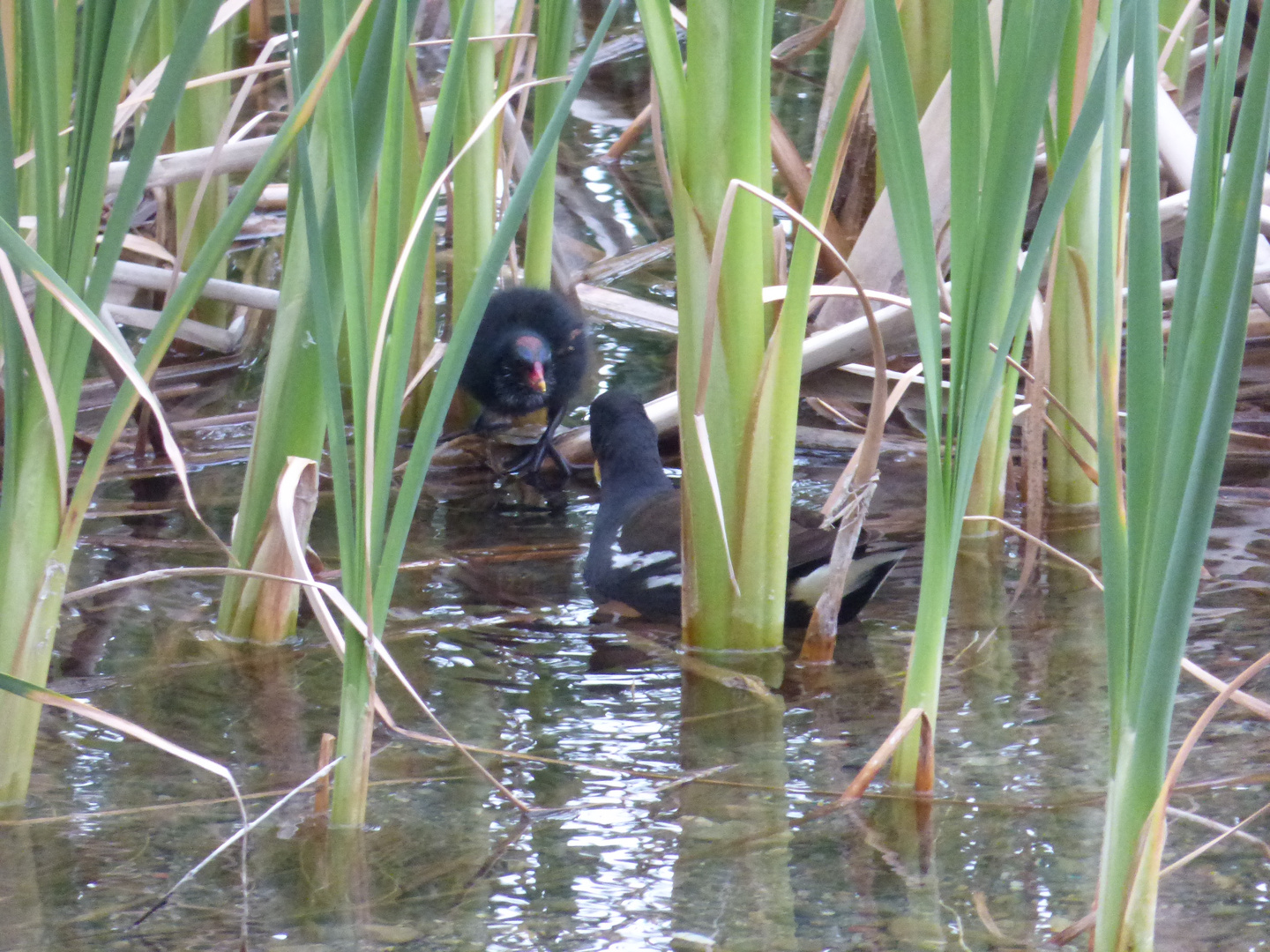 Mamma gallinella d'acqua con piccolo