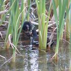 Mamma gallinella d'acqua con piccolo