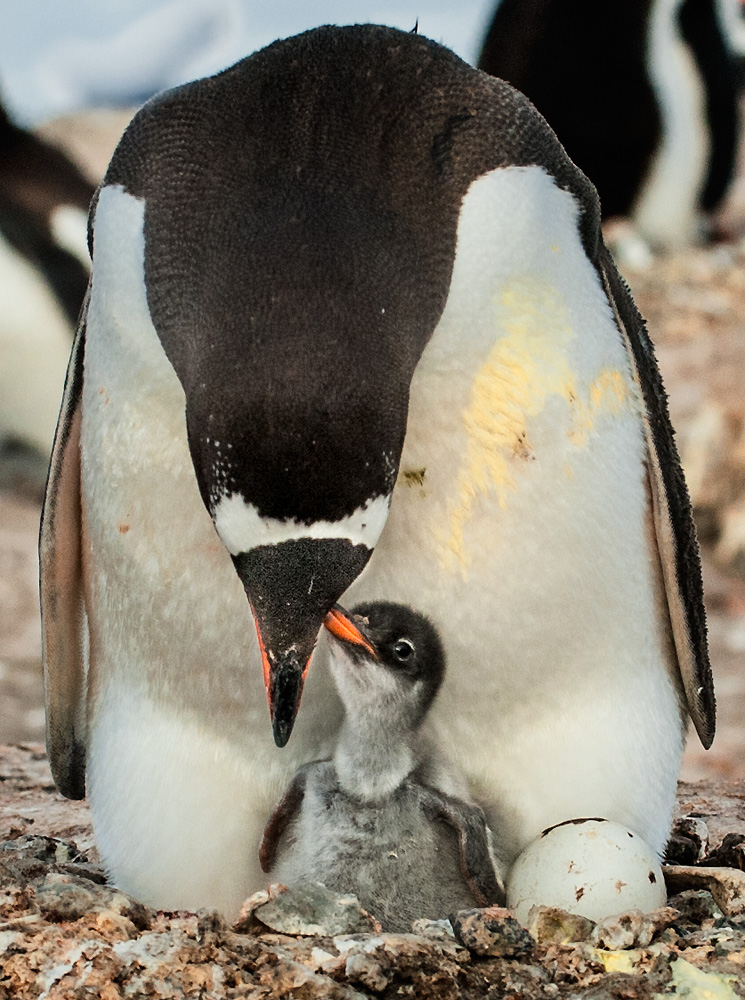 Mamma, gell, Osterhasen sind Weicheier? - Ja, mein Kind, deswegen übernehmen wir das in diesem Jahr.