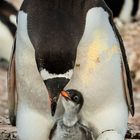 Mamma, gell, Osterhasen sind Weicheier? - Ja, mein Kind, deswegen übernehmen wir das in diesem Jahr.