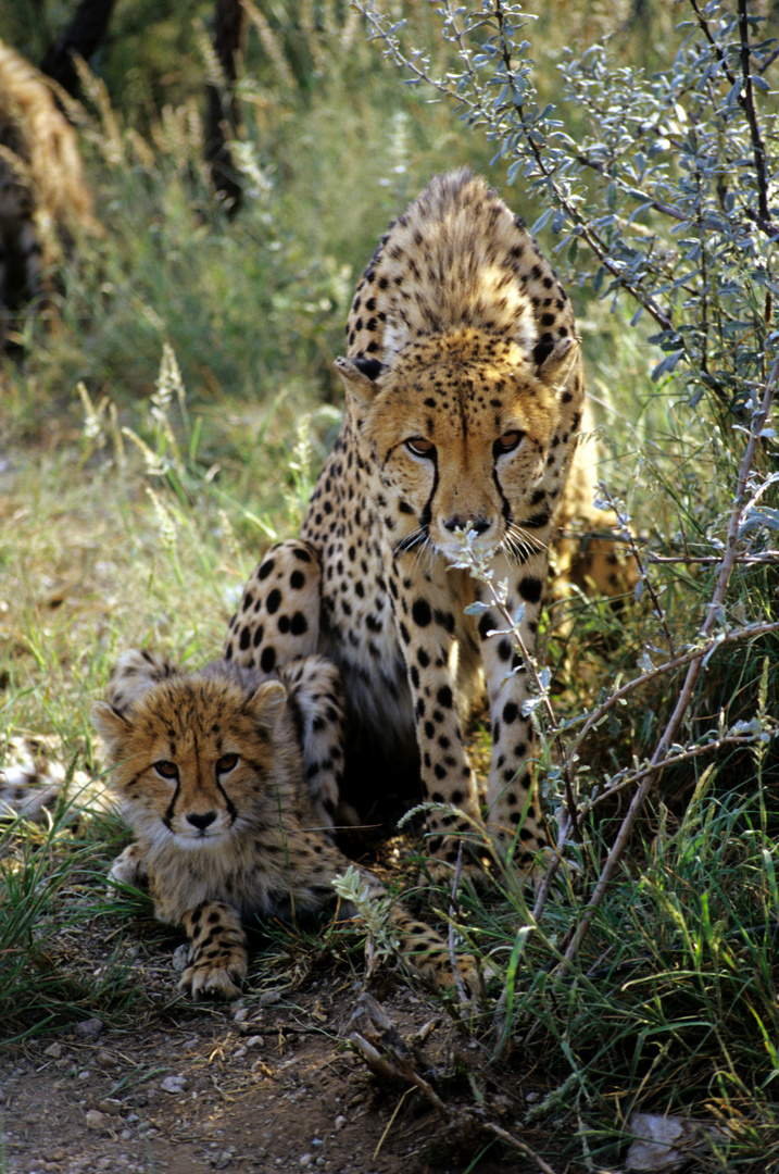 MAMMA GHEPARDO CON IL SUO CUCCIOLO