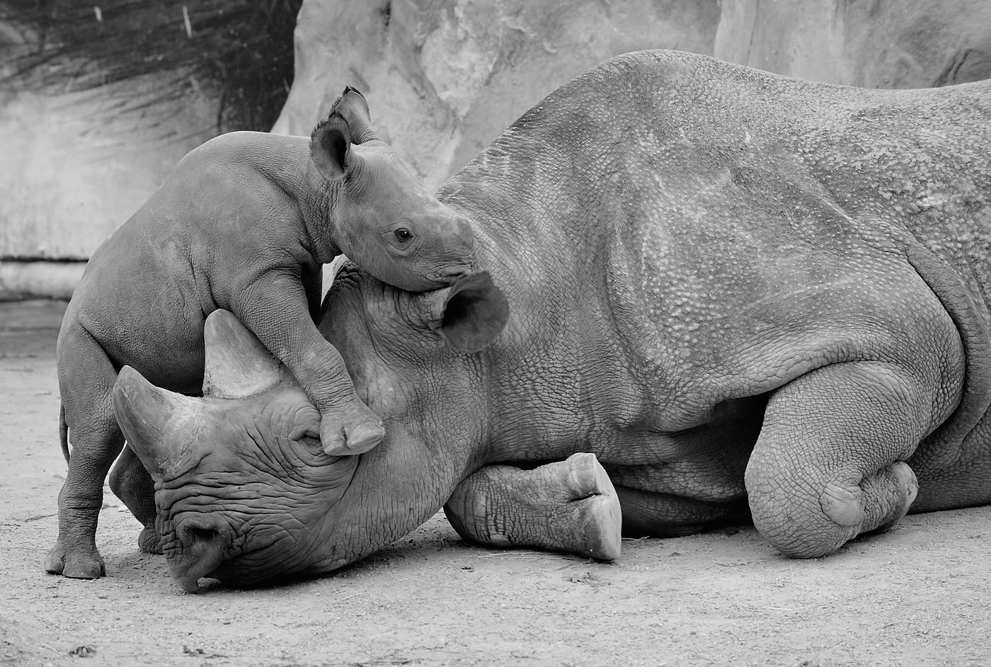 Mamma ich weis was!