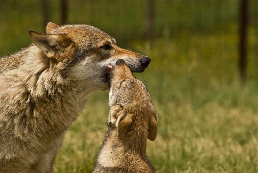 Mamma lupo e piccolo