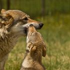 Mamma lupo e piccolo