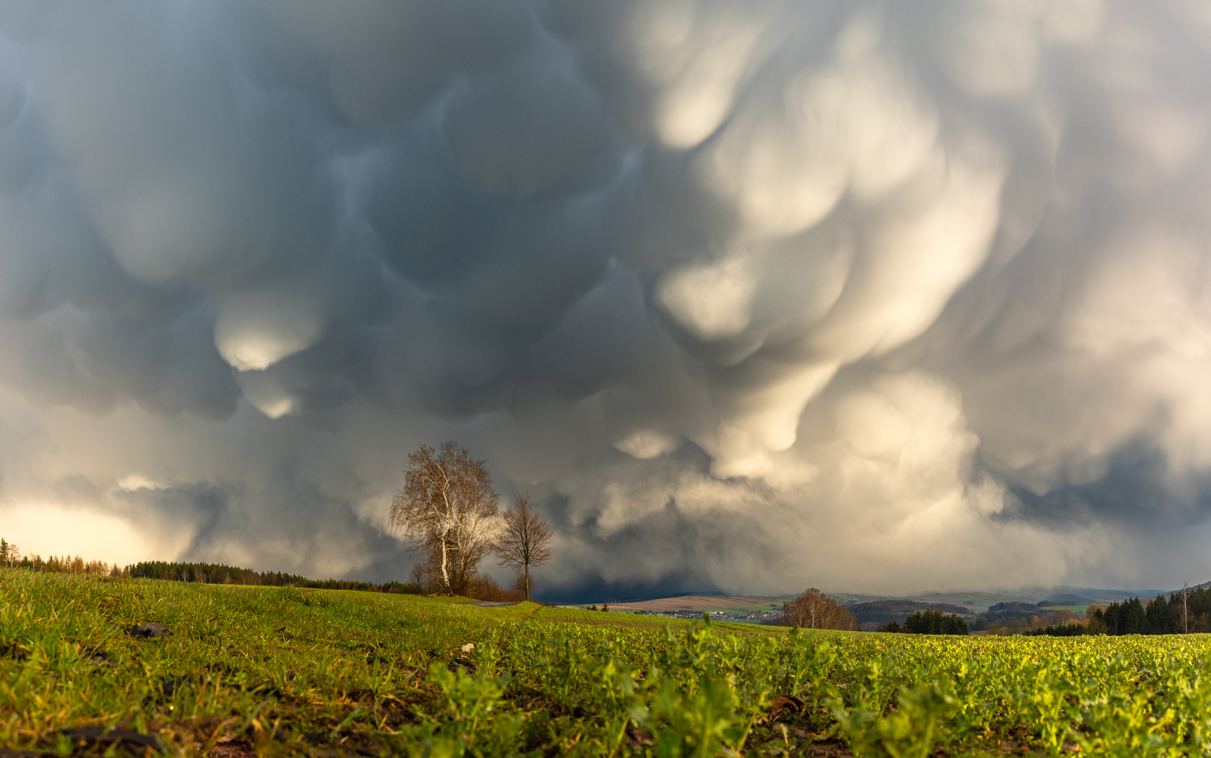 Mamma Mia Mammatus !