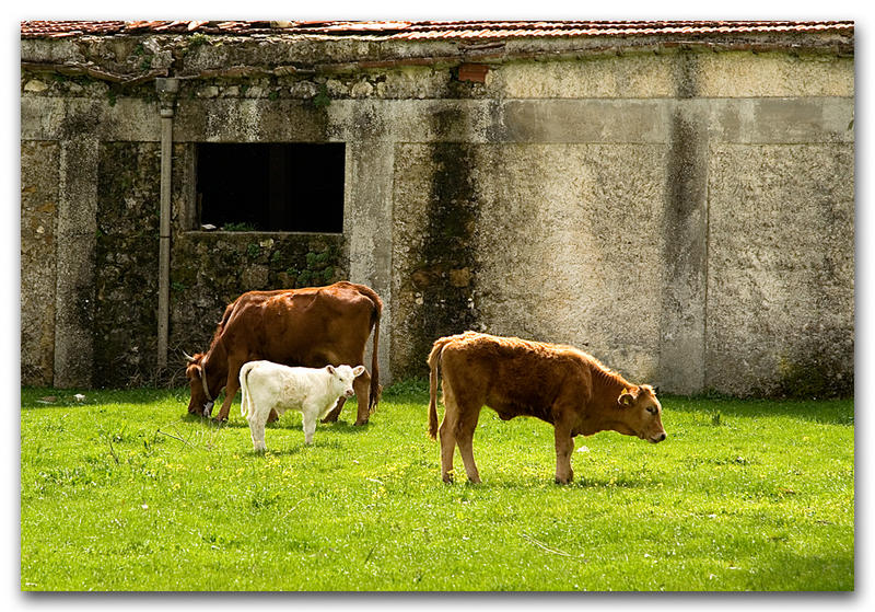 Mamma, Papà e.... Candido......