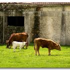 Mamma, Papà e.... Candido......