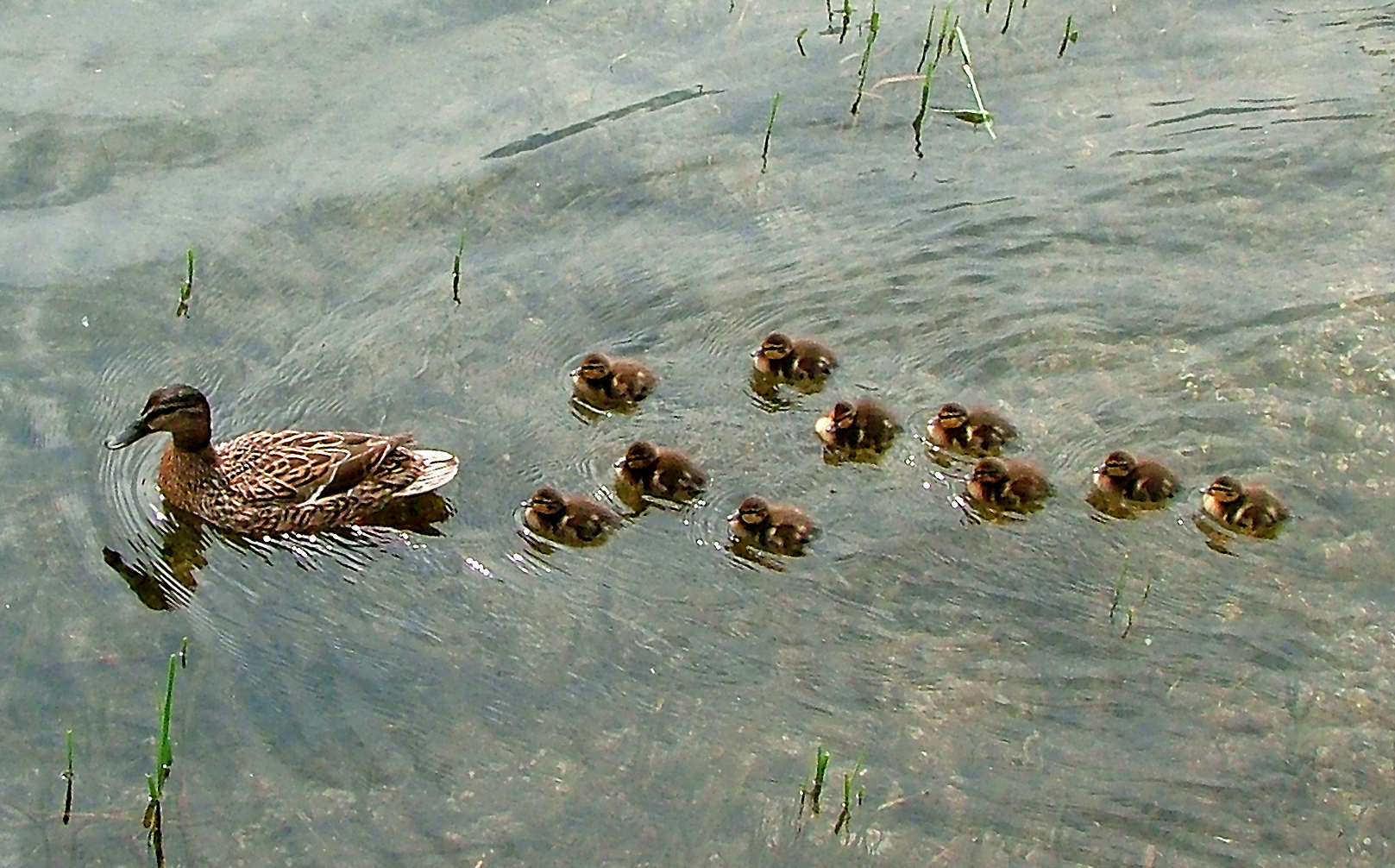 Mamma Papera