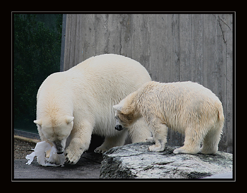 Mamma und Sohn Wilbär