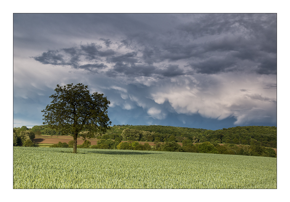 Mammatus