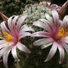 Mammelaria