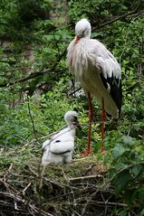 Mammi werd ich auch so groß?