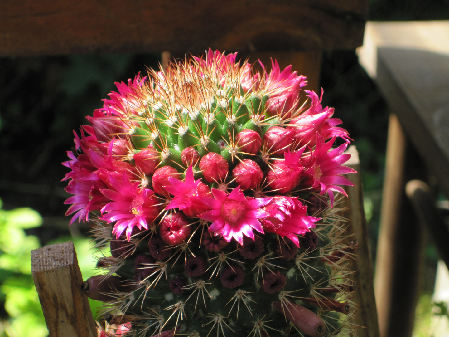 Mammilaria 2