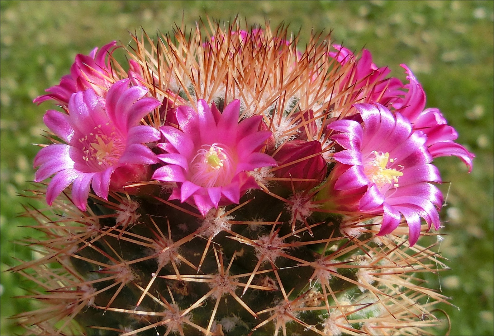 Mammilaria